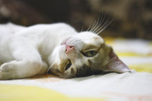 Cat 8