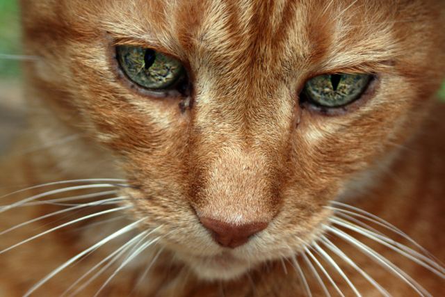 Cat 3