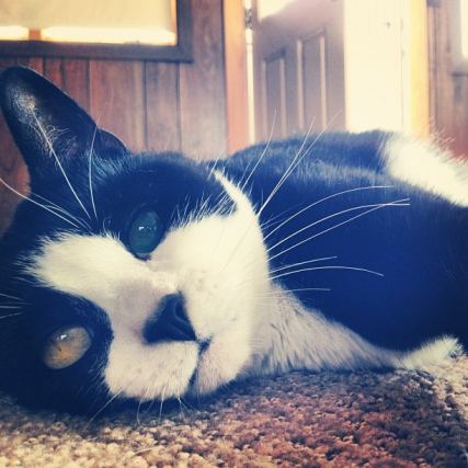 Cat 7