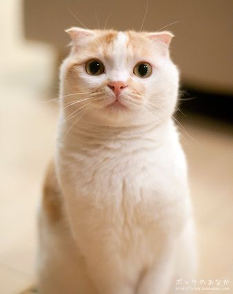 Cat 1