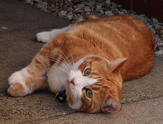 Cat 1