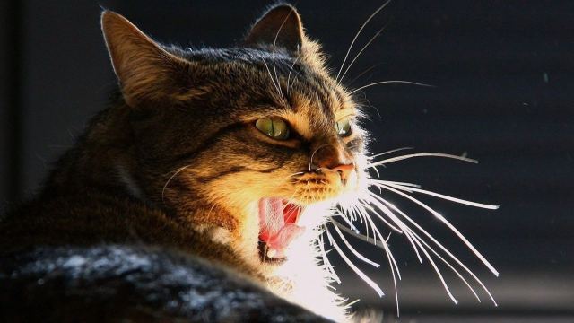 Cat 1