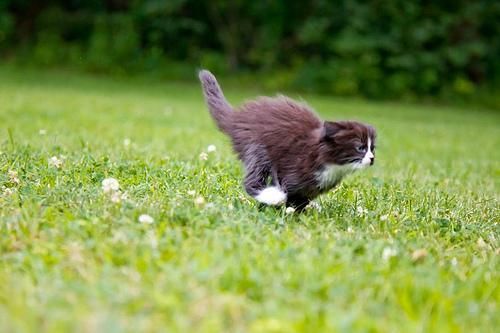 Cat 1