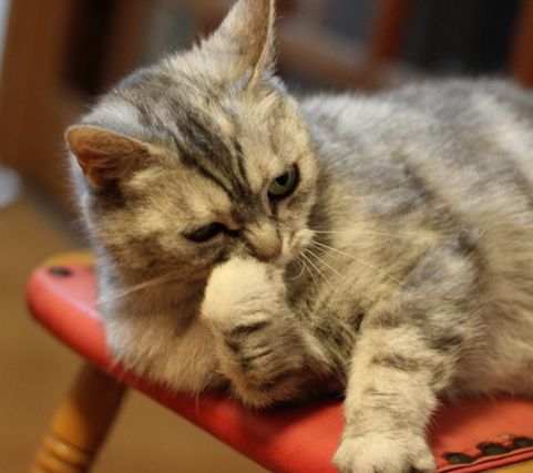 Cat 1