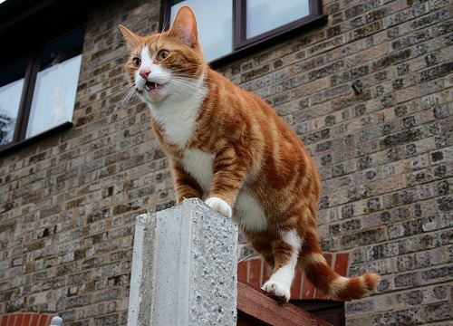 Cat 1