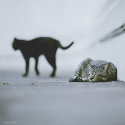 Cat 5