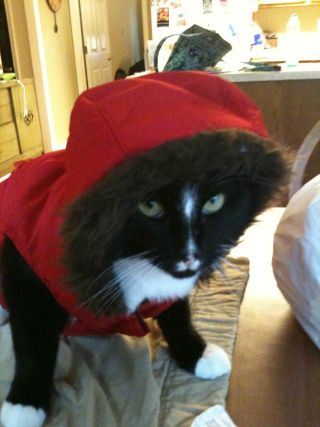 Cat 1