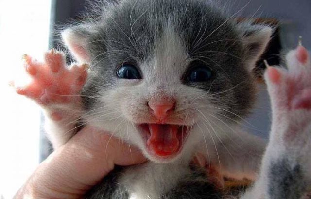 Cat 1