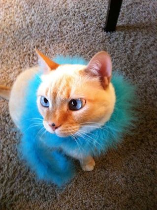 Cat 1