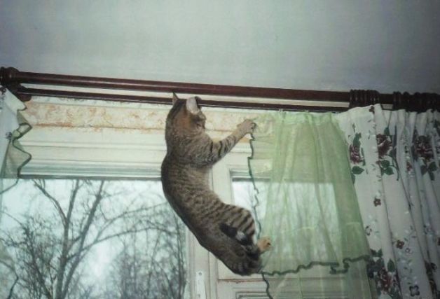 Cat 1