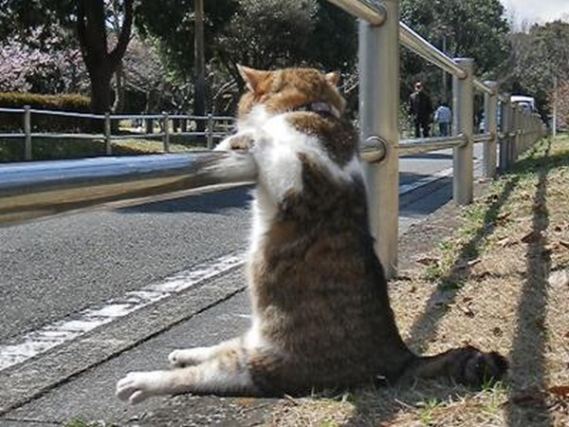 Cat 6