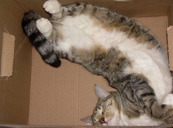 Cat 1
