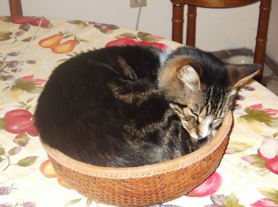 Cat 1