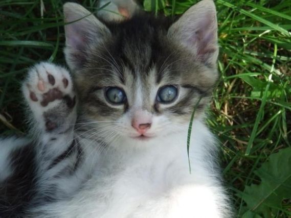 Cat 1