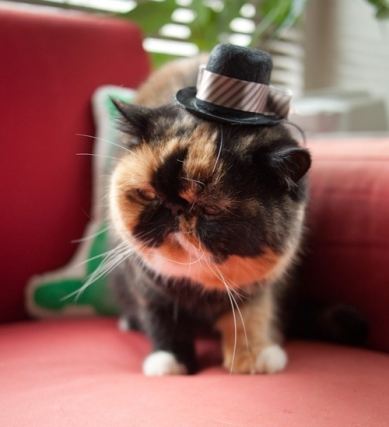 Cat 1