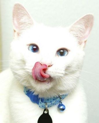 Cat 2