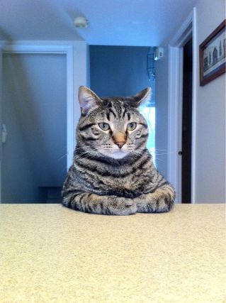 Cat 1