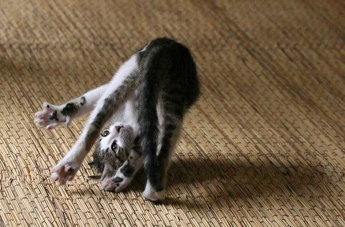 Cat 1