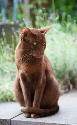 Cat 1