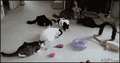 Cat 1