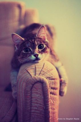 Cat 2