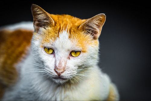 Cat 10