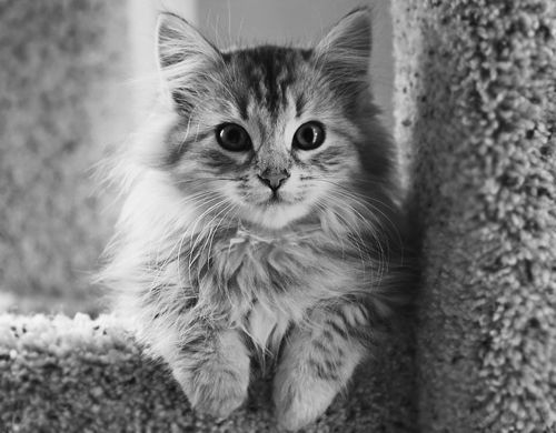 Cat 1