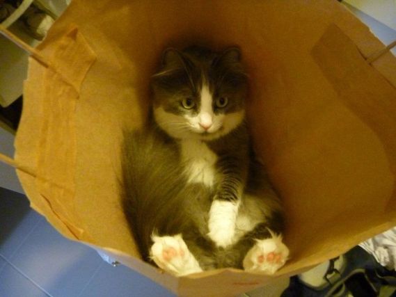 Cat 1