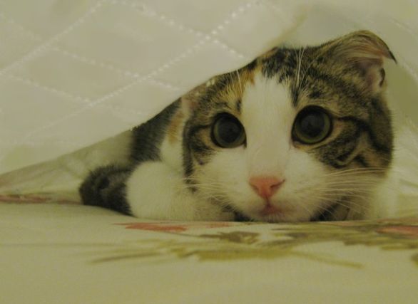 Cat 1