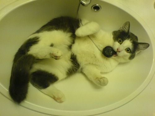 Cat 1