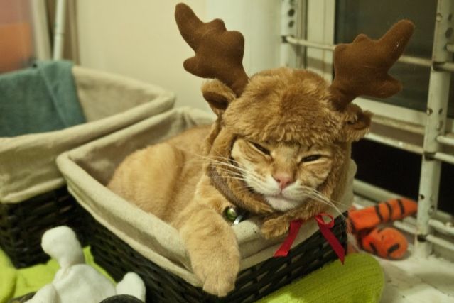 Cat 1