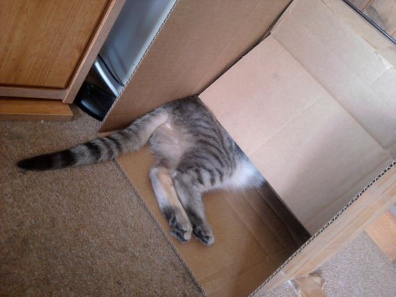 Cat 1