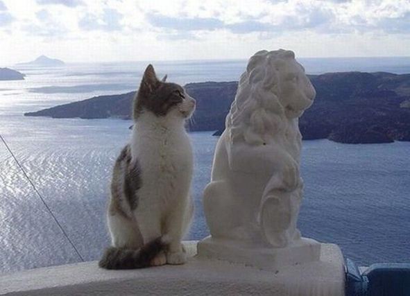 Cat 3