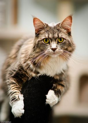 Cat 1