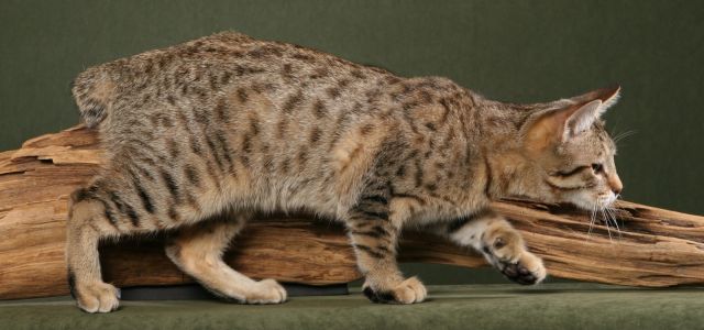 Cat 1