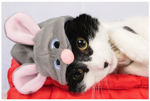 Cat 7