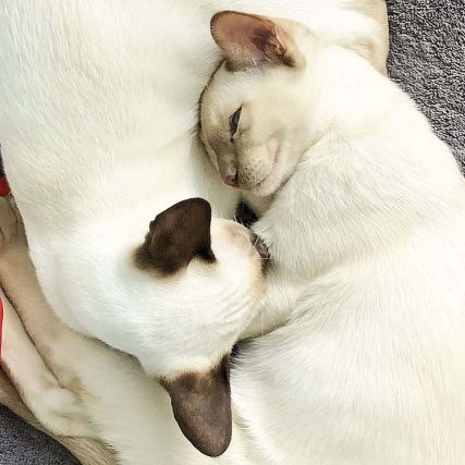 Cat 1