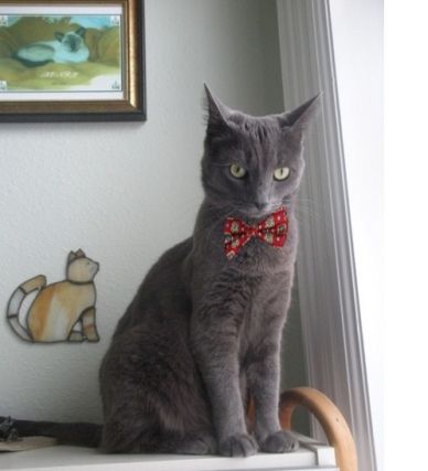 Cat 1
