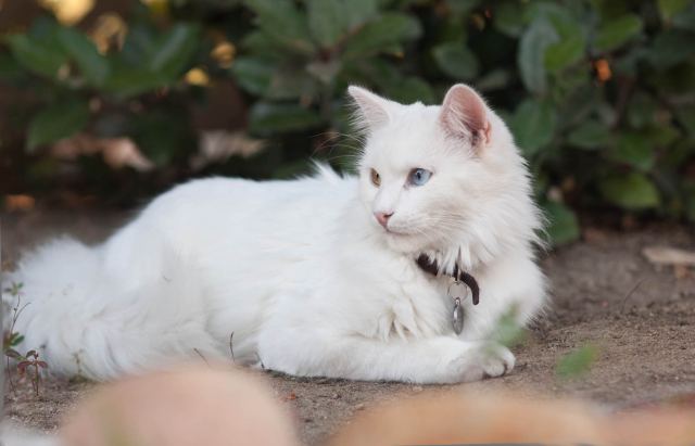 Cat 1
