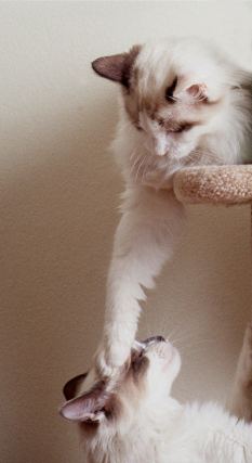 Cat 10