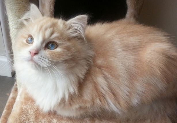 Cat 5