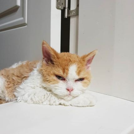 Cat 1