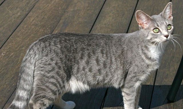 Cat 1